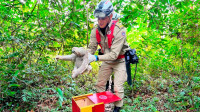 Bombeiros resgatam 512 animais em áreas urbanas de Manaus neste ano