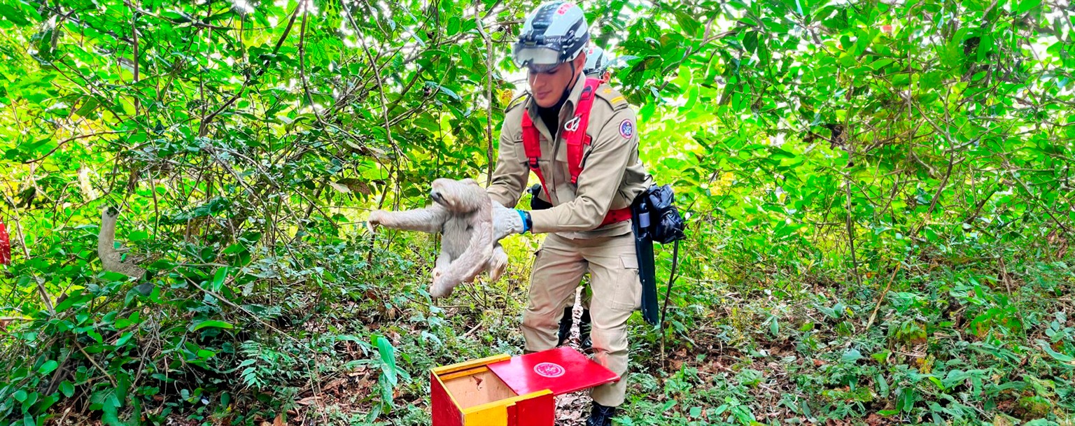 Bombeiros resgatam 512 animais em áreas urbanas de Manaus neste ano