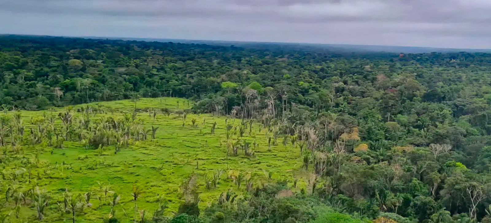 Vista de cima da área da floresta amazônica (Divulgação) 