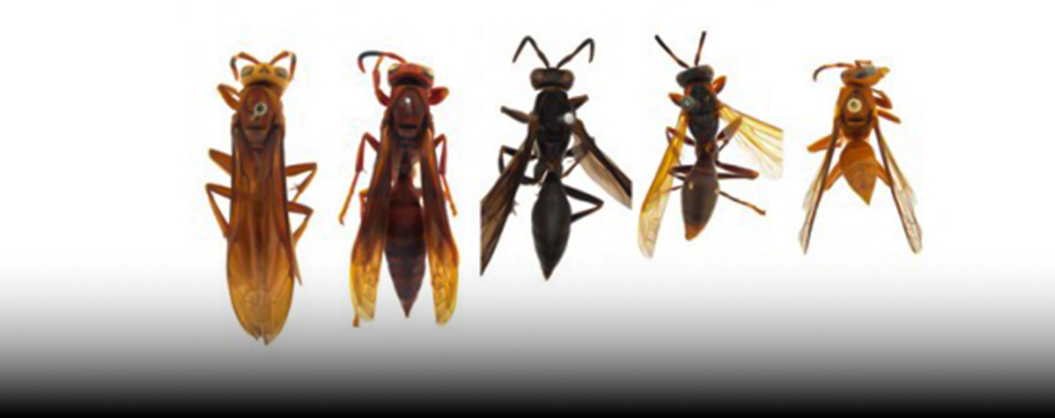 Estudo mostra aumento corporal de vespas que vivem próximo ao Equador