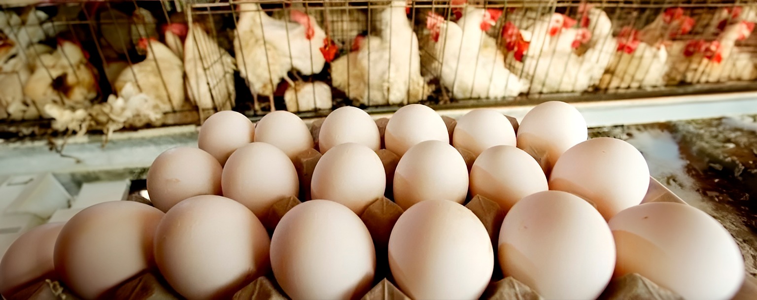 Pesquisa aponta que consumo de ovo pode ajudar na memória