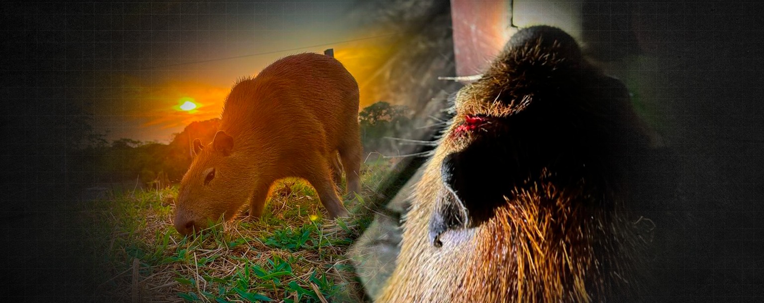 Influenciador do AM denuncia ataque à capivara Filó: ‘Tentaram matar’