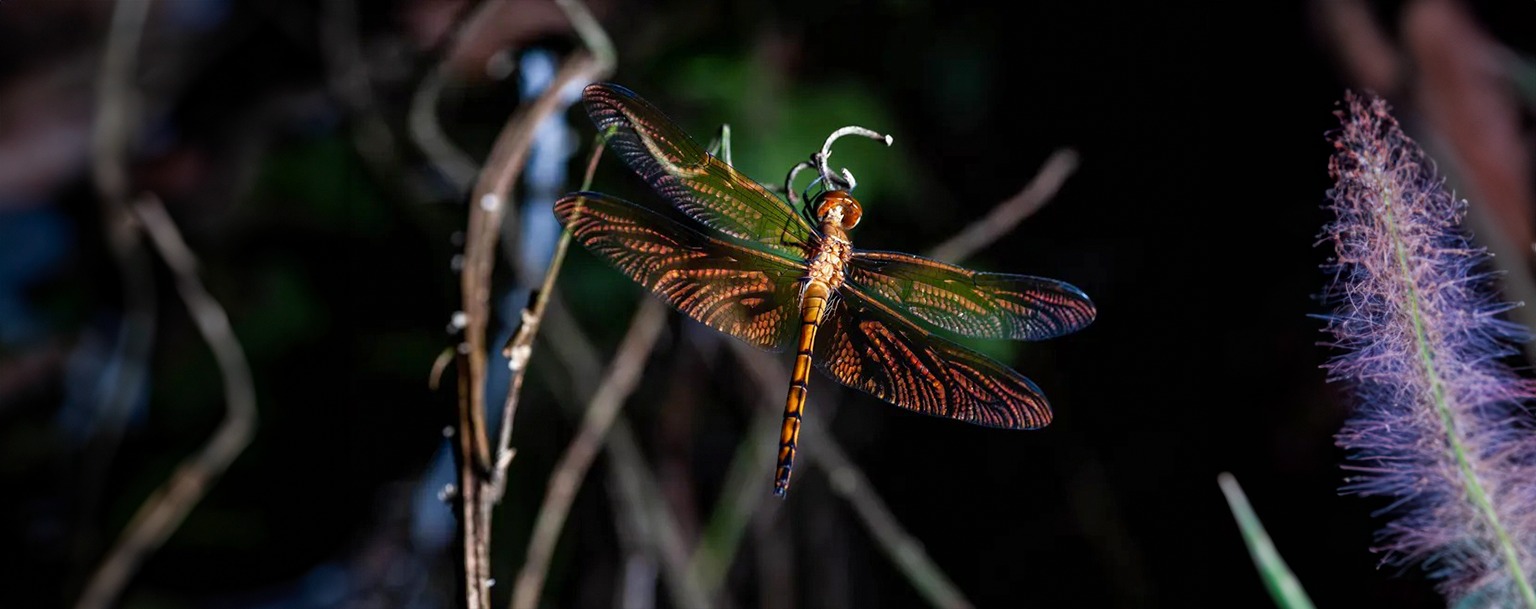 Estudo mostra potencial de libélulas no ecoturismo de base comunitária