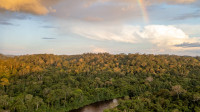 Parque amazônico protege maior árvore da América Latina