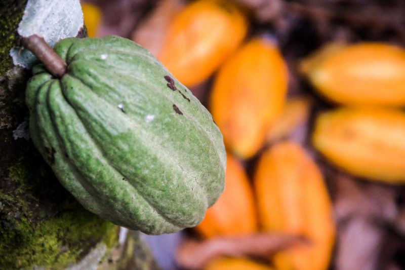 Cacau de Tomé-Açu: história do fruto japonês impulsionado na Amazônia