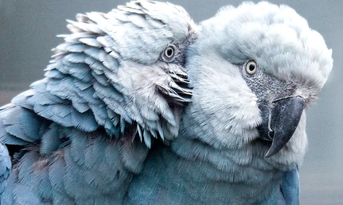 Zoológico de SP inaugura espaço exclusivo para ararinhas-azuis