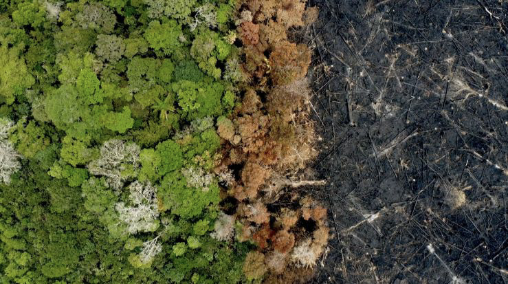 Desmatamento cai 30% na Amazônia e 25% no Cerrado, aponta Prodes