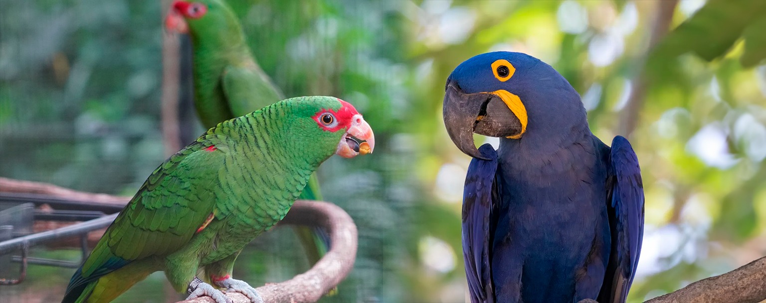 Alteração no DNA explica diversidade de cores de araras e papagaios