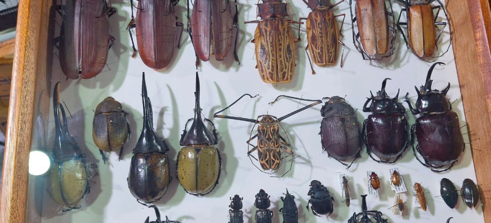 Amazonas expõe ‘mundo dos insetos’ e manejo das águas em Brasília