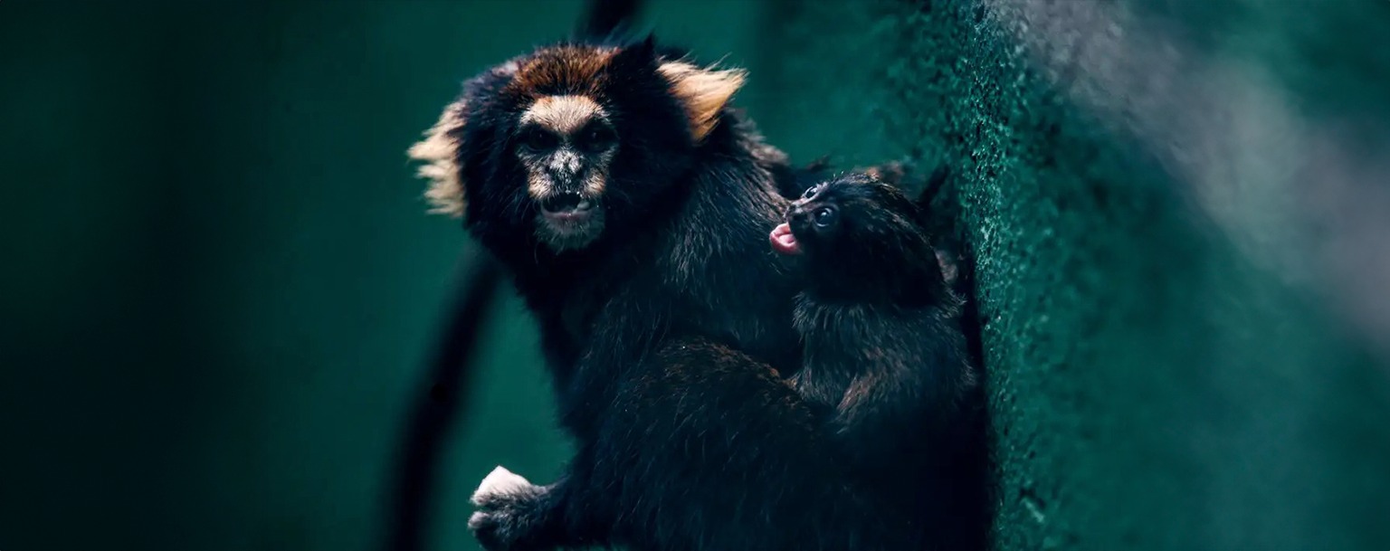 Zoológico de SP celebra reprodução de filhotes de sagui-da-serra-escuro