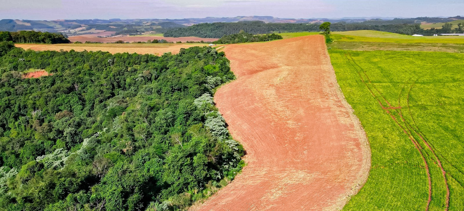 Desmatamento ilegal já suspendeu R$ 720 milhões em crédito rural em 2024