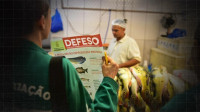 Dez espécies de peixes ficarão proibidas para pesca no Amazonas