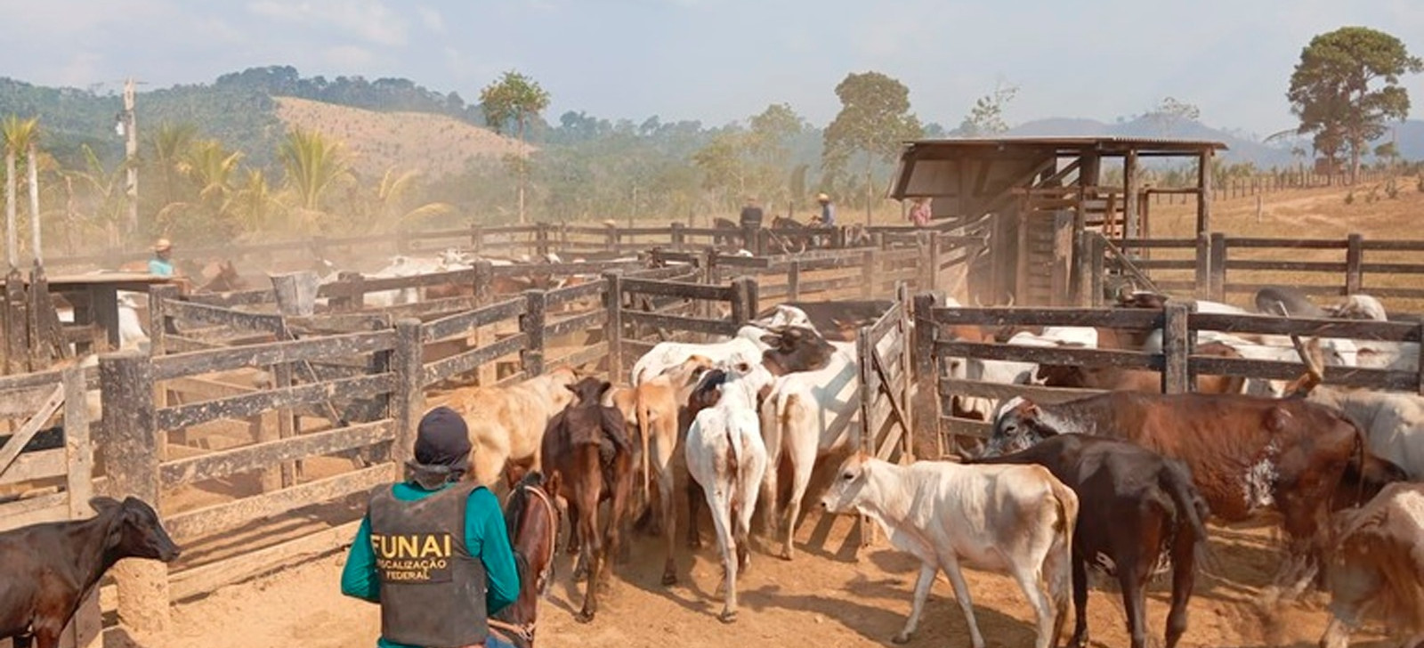 Justiça bloqueia R$ 17 milhões de investigados por criar gado em terra indígena no Pará