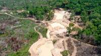 Pará: Créditos de carbono e desafios técnicos marcam restauração do Xingu