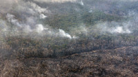 Desmatamento aumenta pelo quinto mês consecutivo na Amazônia