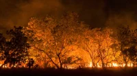 Queimadas reduzem espécies e estoque de carbono na Amazônia e Cerrado