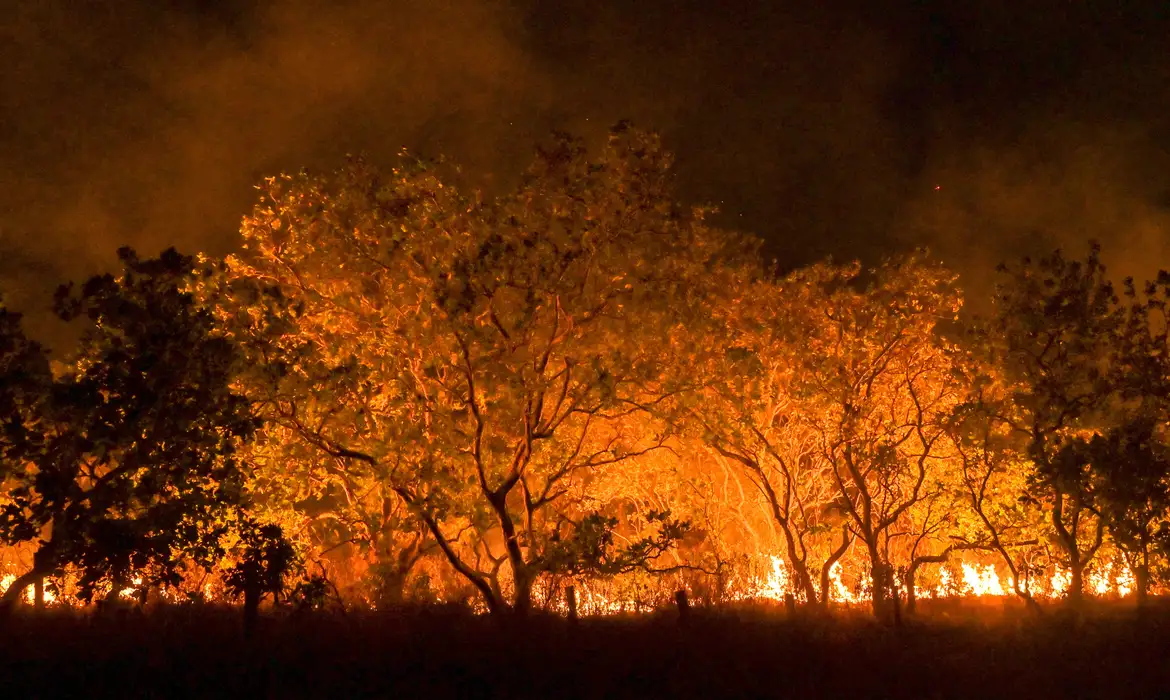 Bioma está virando floresta secundária, com menos estoque de carbono ( Jader Souza/AL Roraima)