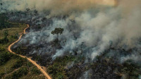 Queimadas: Pará teve maior número de focos de incêndio do País em 2024