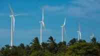 Eólicas crescem no Brasil, mas preocupam ambientalistas no Nordeste