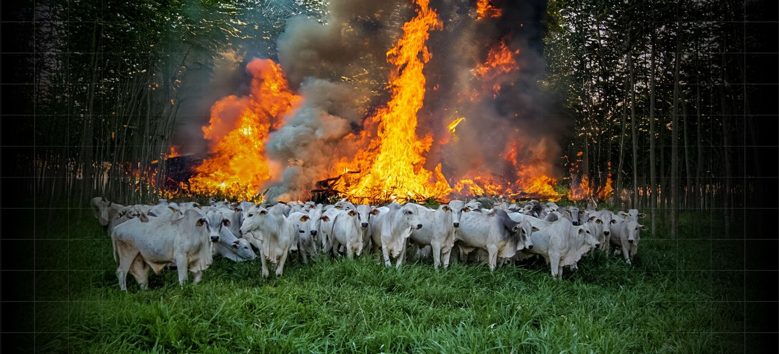 Expansão da pecuária agrava crise de queimadas no Pará, aponta relatório