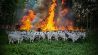 Expansão da pecuária agrava crise de queimadas no Pará, aponta relatório