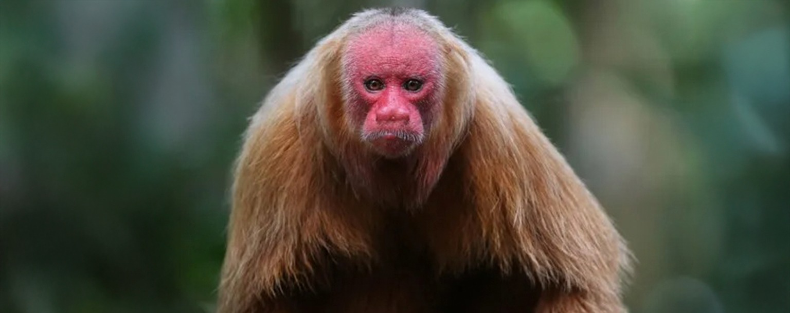 Dia Internacional dos Direitos Animais reforça luta para proteção de espécies