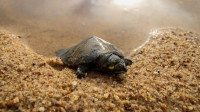 De 1,4 milhão a 350 mil: nascimentos de quelônios despencam em berçário