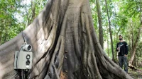 Amazônia: tecnologia usa sons e imagens para monitorar comportamentos de animais