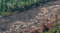 Desmatamento sobe 8,4% na Amazônia e cai 22,5% no Cerrado