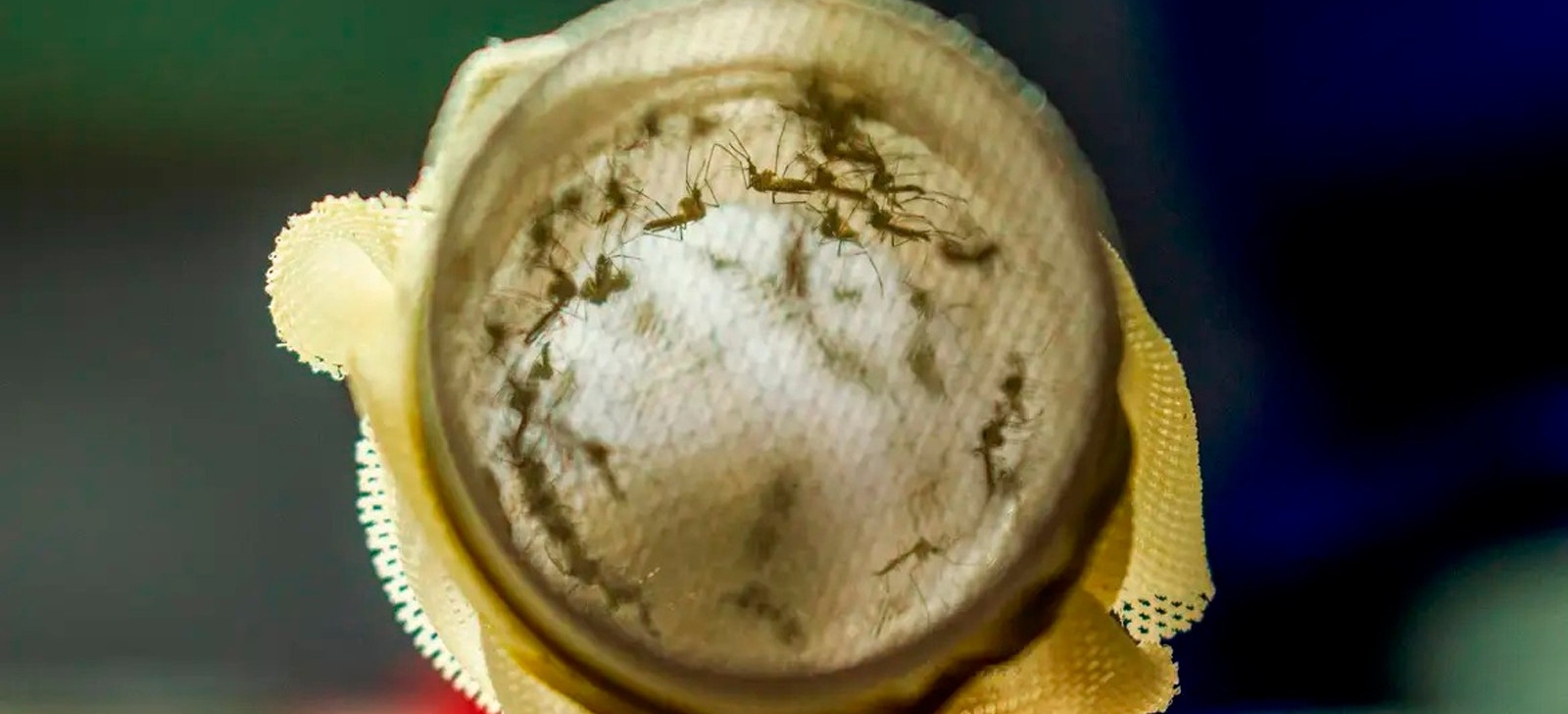 Ministério da Saúde cria ações para combate ao período de alta da dengue