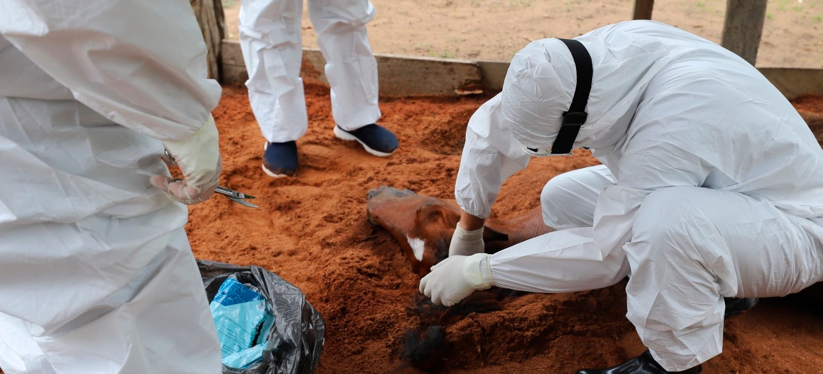 Veja o que se sabe sobre morte de cavalos por suspeita de intoxicação