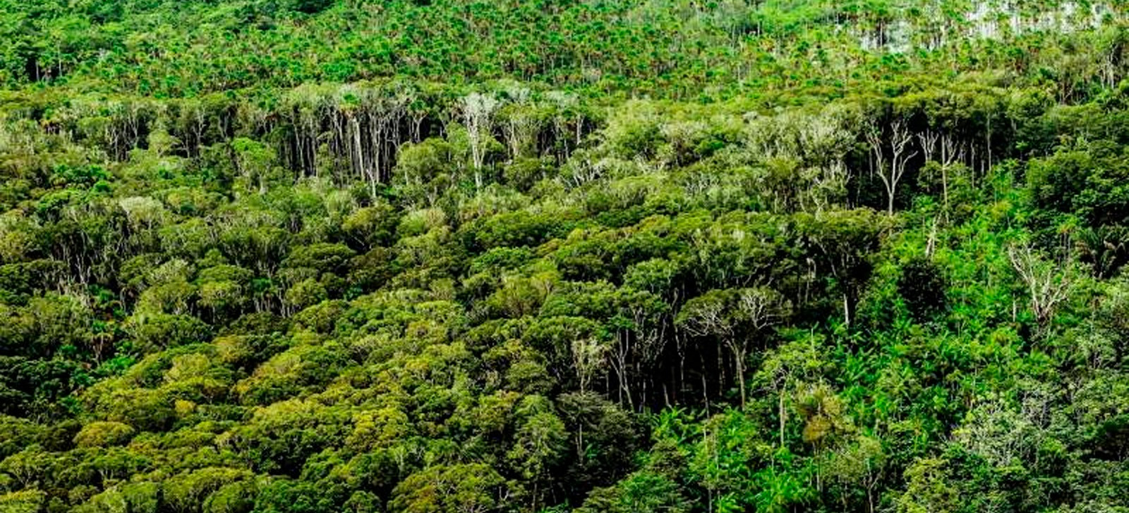 No Pará, audiência pública debate concessão florestal em Santarém