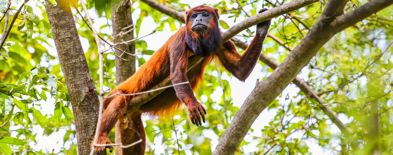 Tráfico de animais silvestres se configura na retirada ilegal de um espécime da fauna do seu habitat, independente do fim a que se destina (Chico Rasta/MTur)