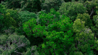 Agreement with Germany provides EUR 2.5 million for governance in the Amazon
