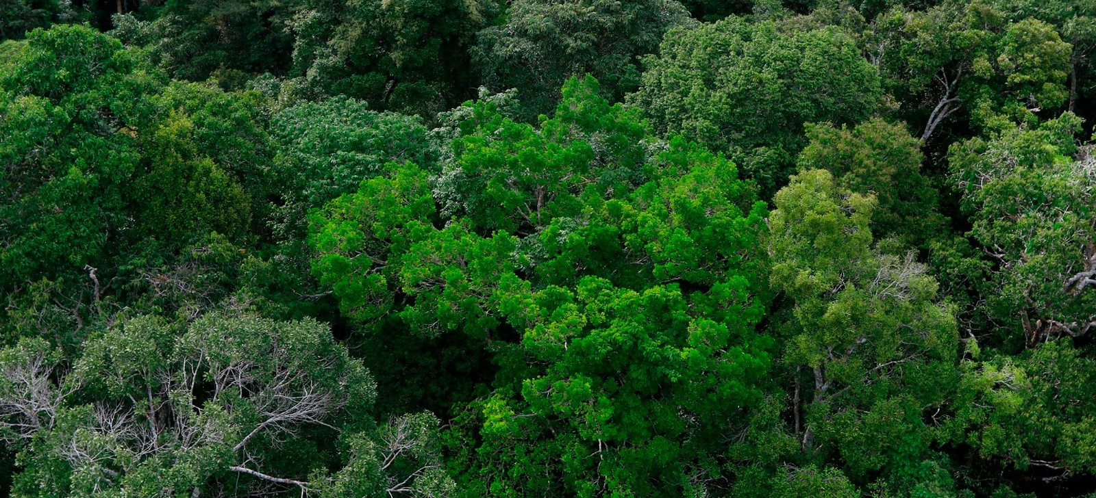 Agreement with Germany provides EUR 2.5 million for governance in the Amazon