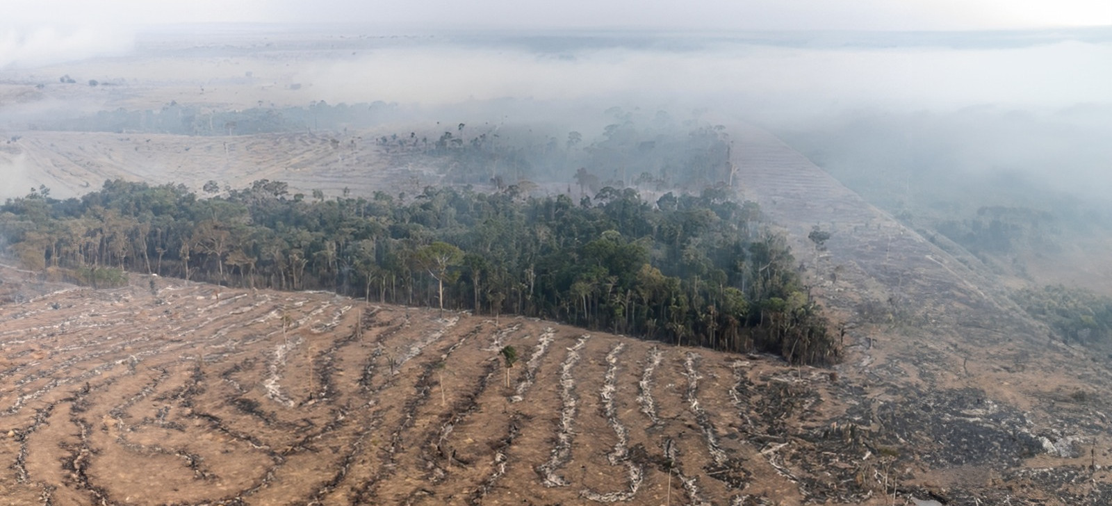 Amazonas registra queda de 82% no desmatamento e 65% nos focos de calor