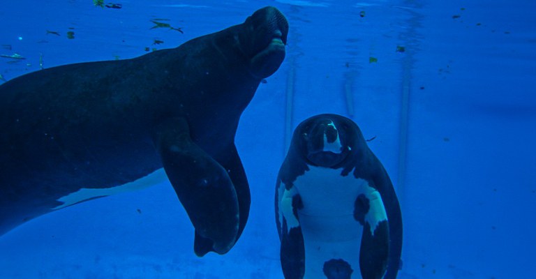 Peixe-boi Kinjá faz 21 anos e reforça luta pela preservação da espécie