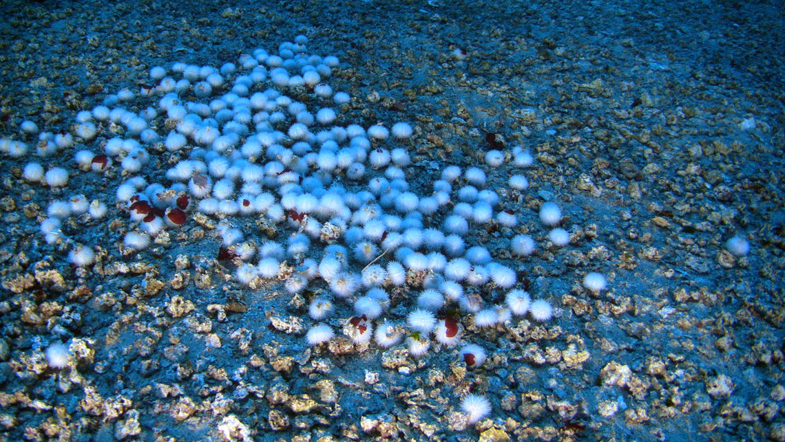 White sea urchins and rhodoliths (calcareous algae) found in the Amazon reef system off the coast of Amapá (Reproduction/Greenpeace)