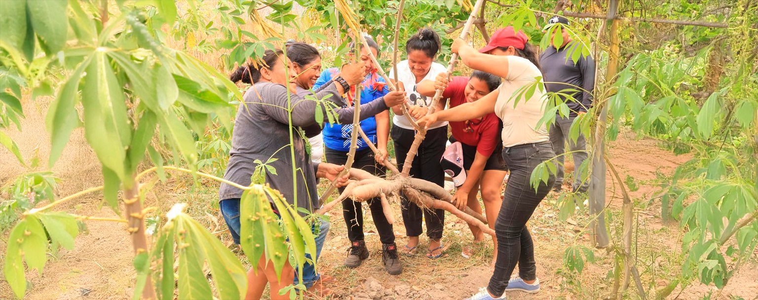 Sustainable practices drive Indigenous agriculture in Brazil