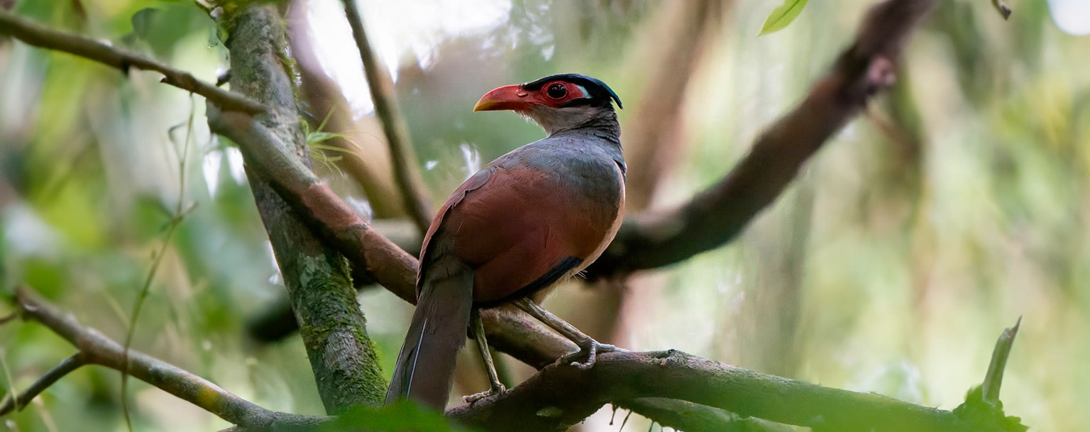 Pesquisador registra ave rara em parque nacional no Acre