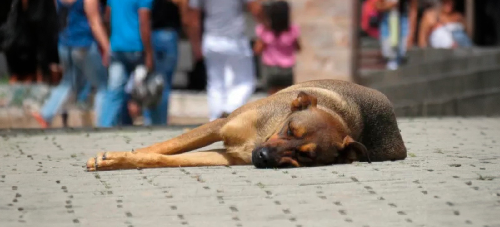 Itamarati, no AM, é alvo de ação para controle de animais abandonados