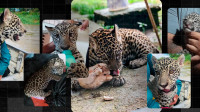 Family shows routine of jaguar raised at home in Amazonas