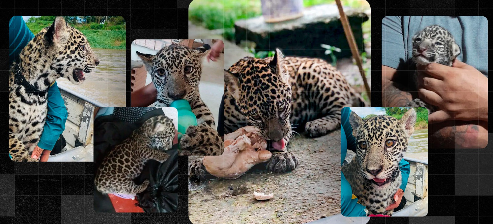 Family shows routine of jaguar raised at home in Amazonas