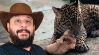 Biólogo Henrique Abrahão Charles comenta caso de onça no AM: ‘Família não pode ficar’