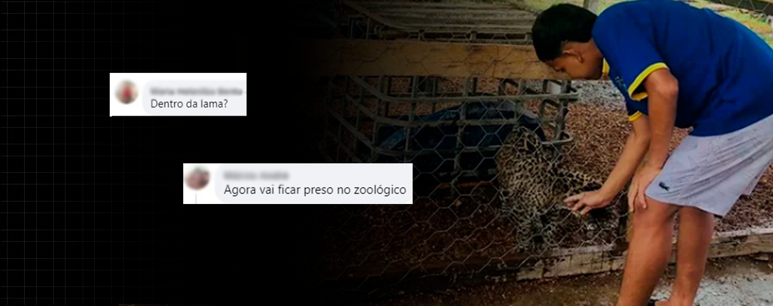 Internautas questionam local para onde filhote de onça foi transferido