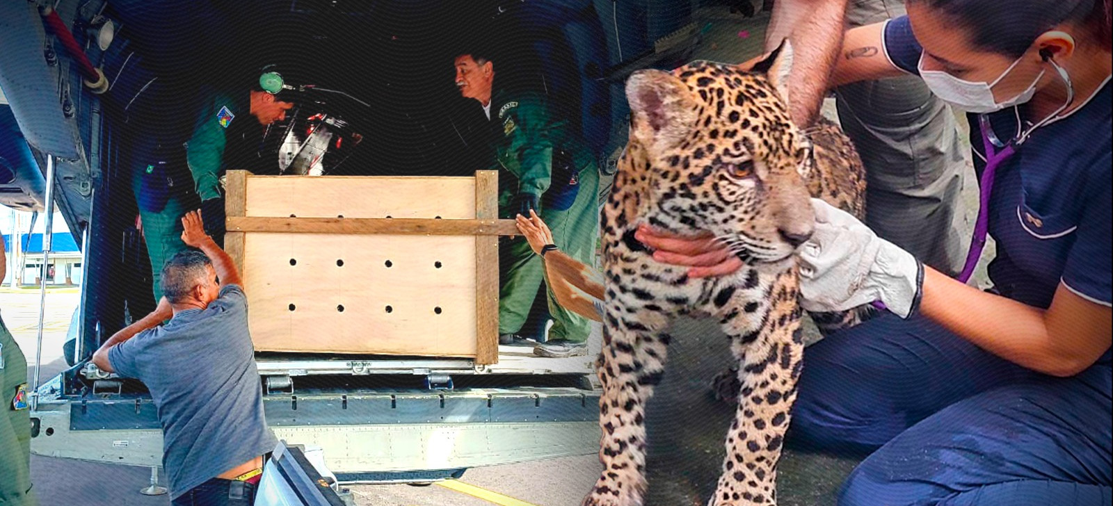 Jaguar cub raised at home to receive care at specialized center in Manaus