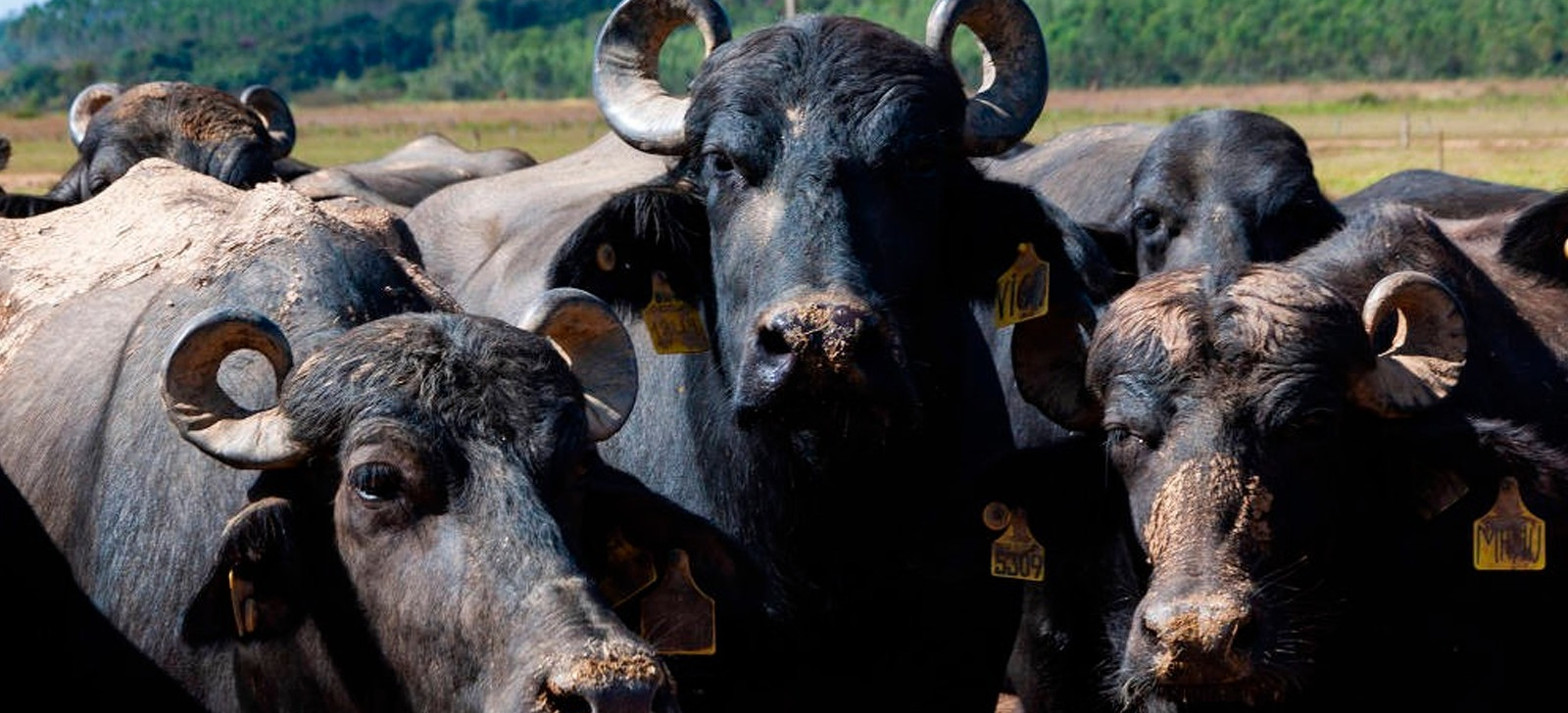 Rondônia pode ter 50 mil búfalos até 2030 por avanço descontrolado, diz MPF