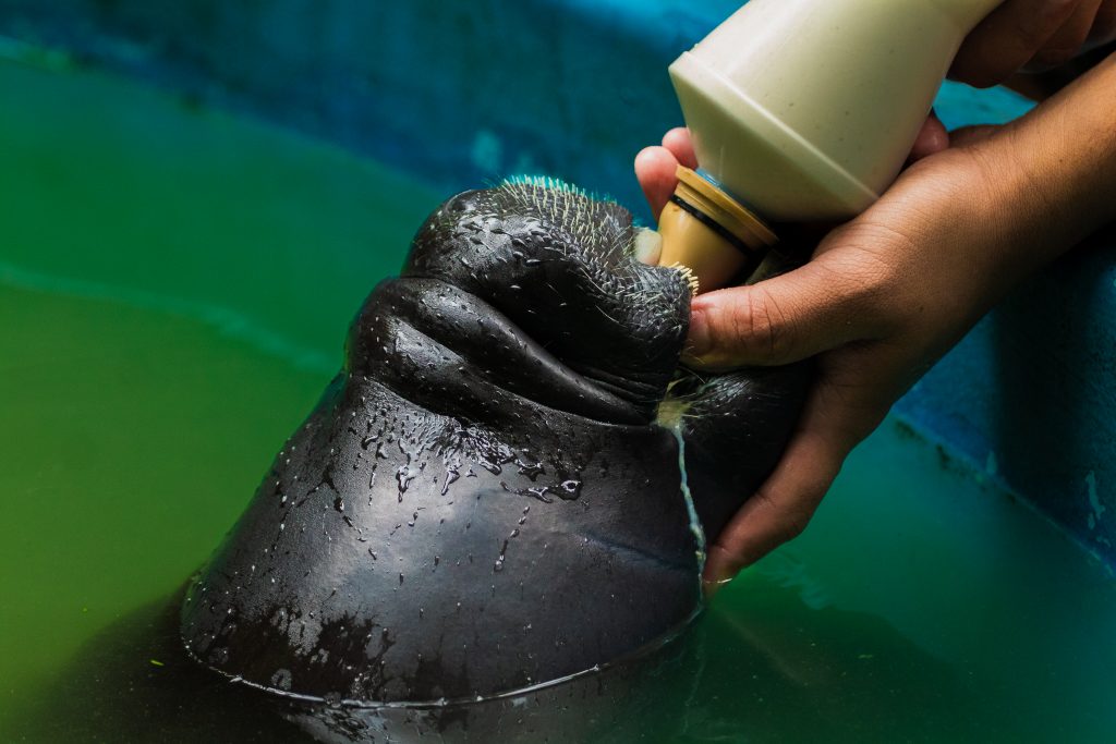 Nos 30 anos do Bosque da Ciência, peixes-bois se tornam símbolo de conservação