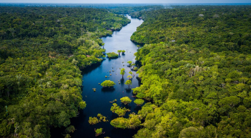 Exploiting Brazil’s Biodiversity: Who Profits from its Genetic Resources?