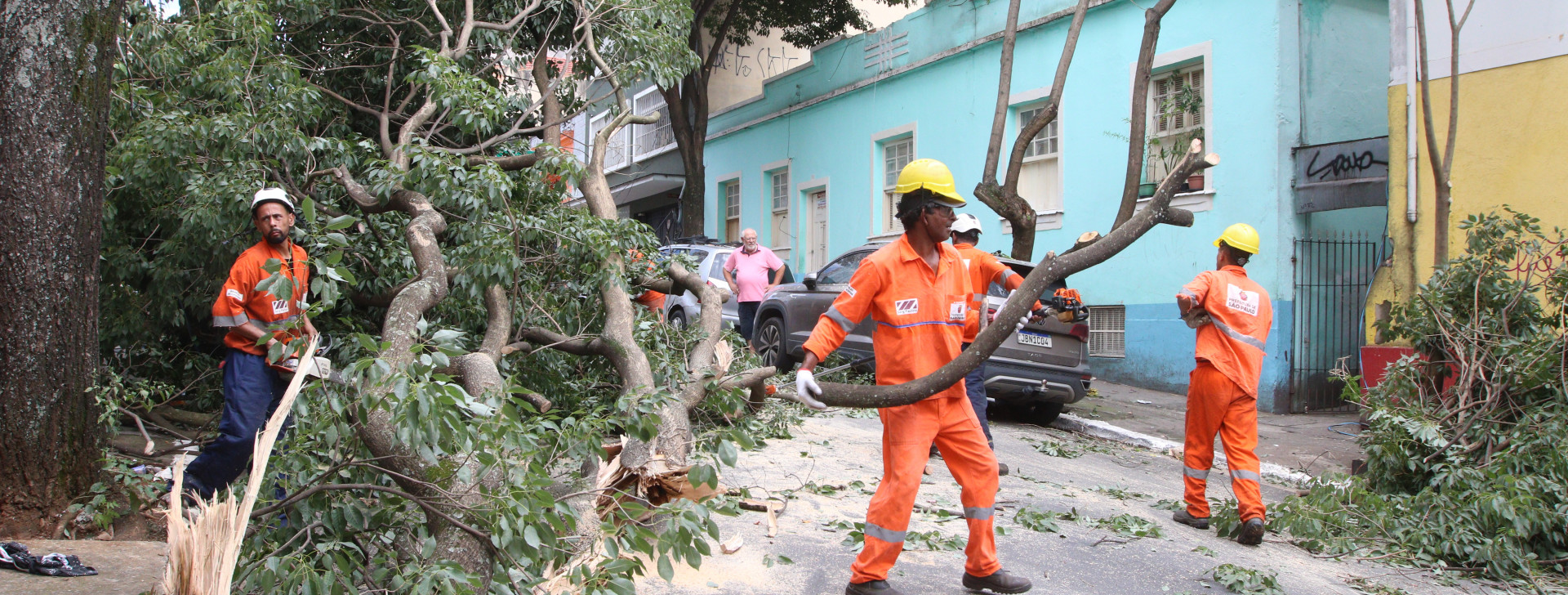 Tecnologia prevê quedas de árvores e otimiza poda em áreas urbanas